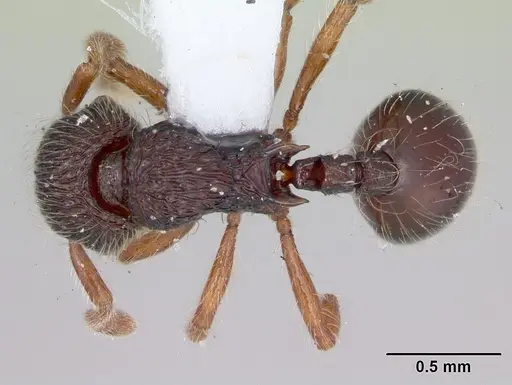 Lachnomyrmex fernandezi specimen