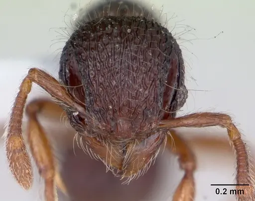 Lachnomyrmex fernandezi specimen