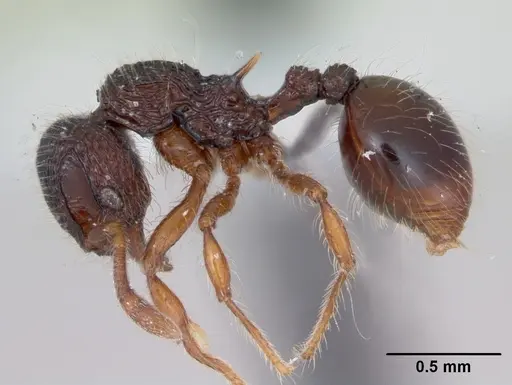 Lachnomyrmex fernandezi specimen