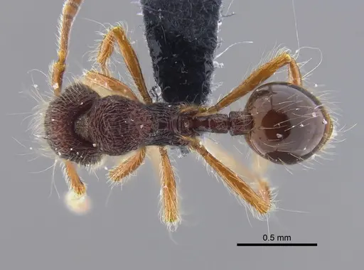 Lachnomyrmex fernandezi - IAVH-E-263217