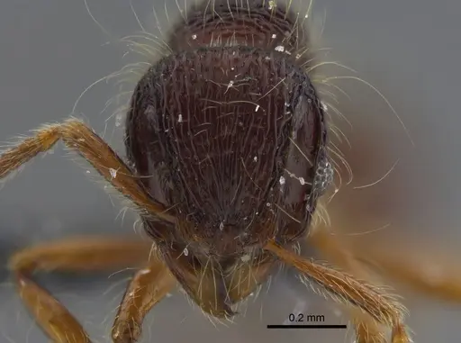 Lachnomyrmex fernandezi - IAVH-E-263217