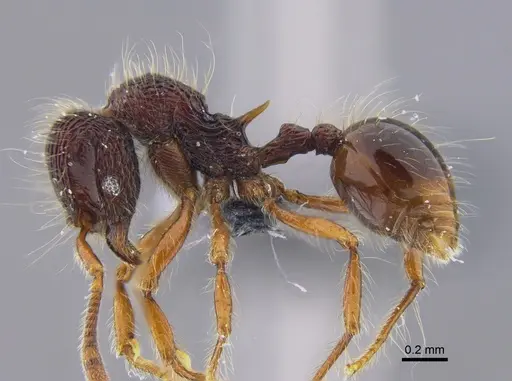 Lachnomyrmex fernandezi - IAVH-E-263217