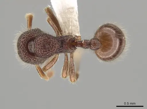 Lachnomyrmex grandis specimen