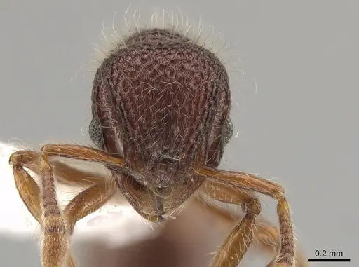 Lachnomyrmex grandis specimen