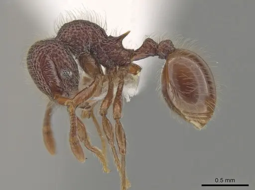Lachnomyrmex grandis specimen