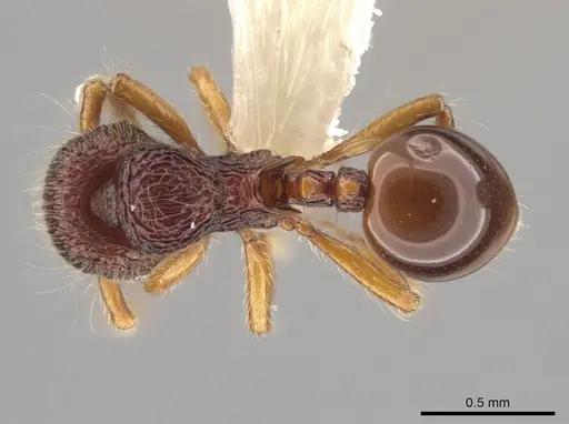 Lachnomyrmex haskinsi specimen