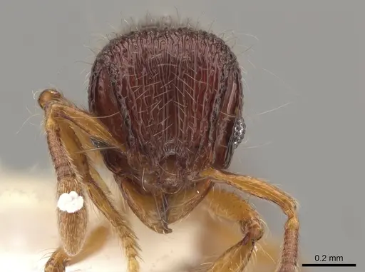 Lachnomyrmex haskinsi specimen