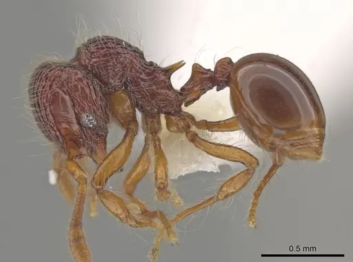 Lachnomyrmex haskinsi specimen