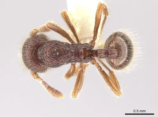 Lachnomyrmex laticeps specimen
