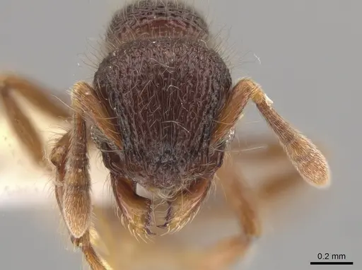 Lachnomyrmex laticeps specimen