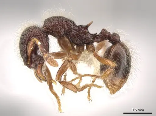Lachnomyrmex laticeps specimen
