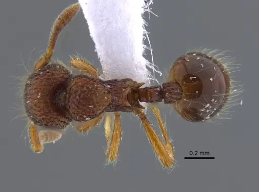 Lachnomyrmex laticeps - CBUMAGENT41721