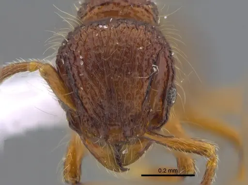 Lachnomyrmex laticeps - CBUMAGENT41721