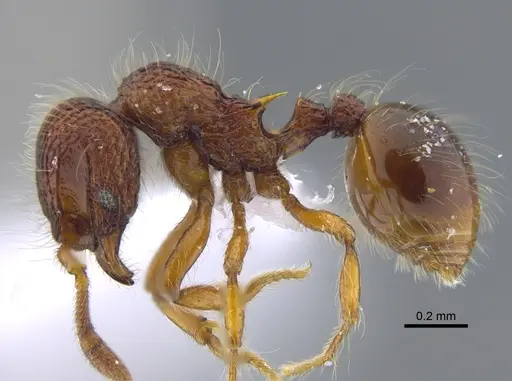 Lachnomyrmex laticeps - CBUMAGENT41721