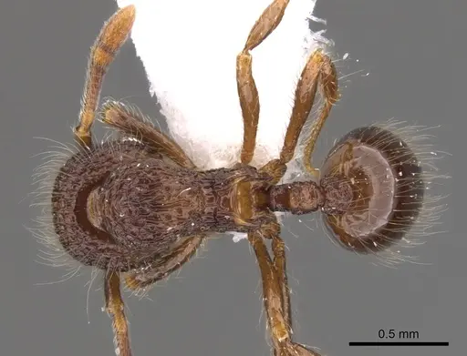 Lachnomyrmex laticeps - INB0003679758