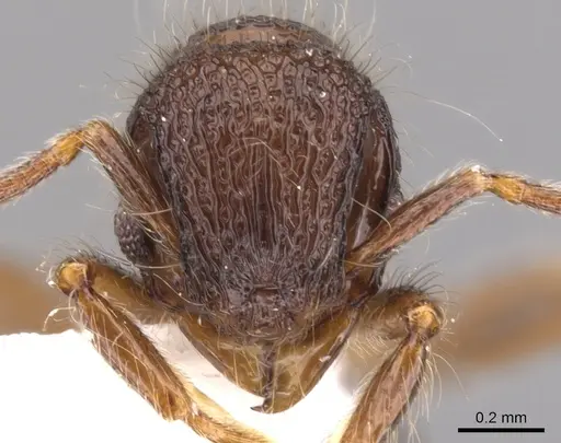 Lachnomyrmex laticeps - INB0003679758