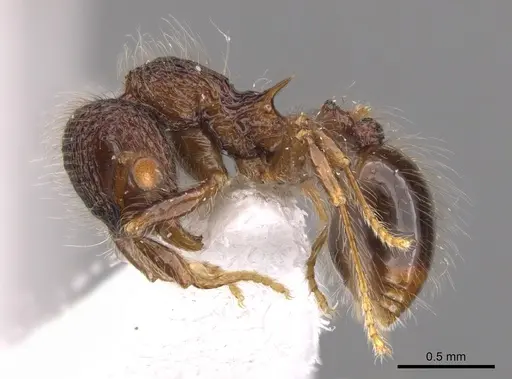 Lachnomyrmex laticeps - INB0003679758