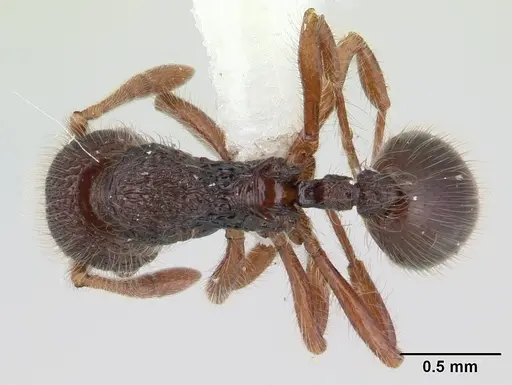Lachnomyrmex laticeps - JTLC000008161