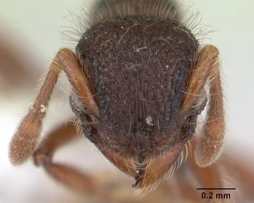Lachnomyrmex laticeps - JTLC000008161