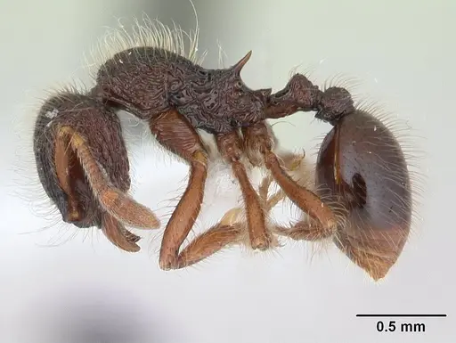 Lachnomyrmex laticeps - JTLC000008161