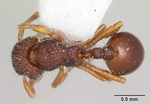 Lachnomyrmex lattkei specimen