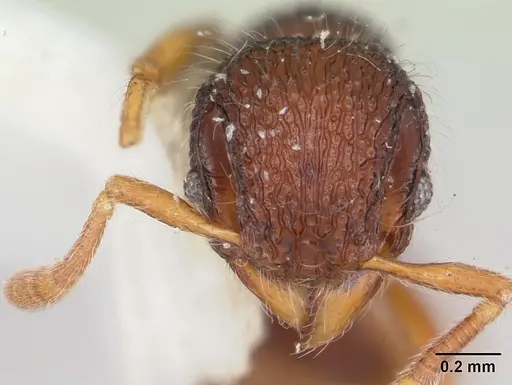 Lachnomyrmex lattkei specimen