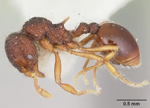 Lachnomyrmex lattkei specimen