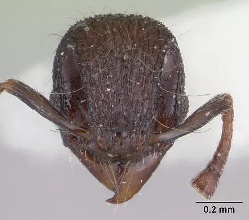 Lachnomyrmex longinodus specimen