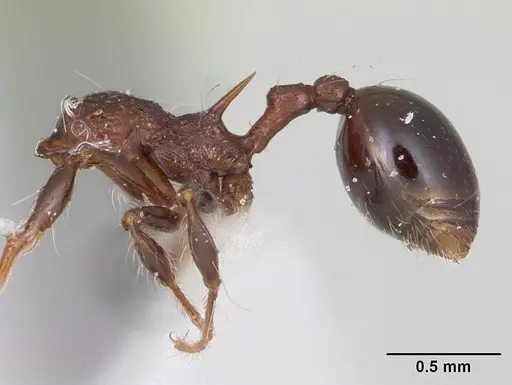 Lachnomyrmex longinodus specimen