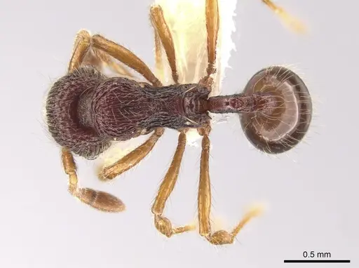 Lachnomyrmex longinodus - CASENT0633346
