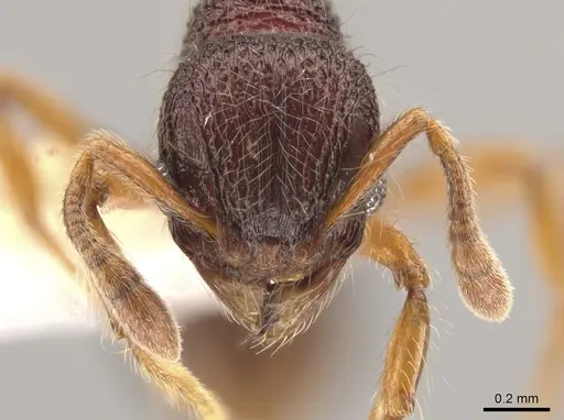 Lachnomyrmex longinodus - CASENT0633346