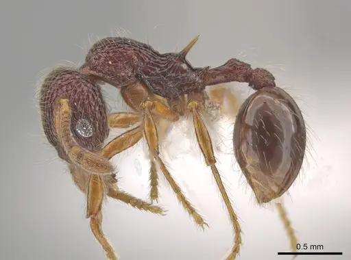 Lachnomyrmex longinodus - CASENT0633346