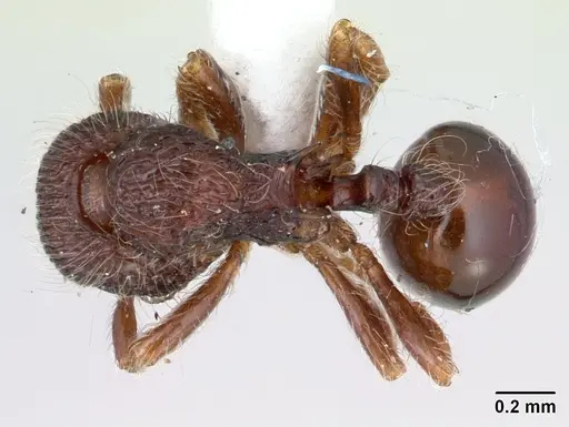 Lachnomyrmex longinoi specimen