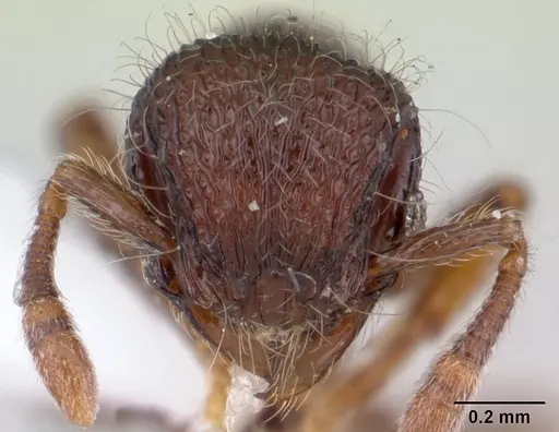 Lachnomyrmex longinoi specimen