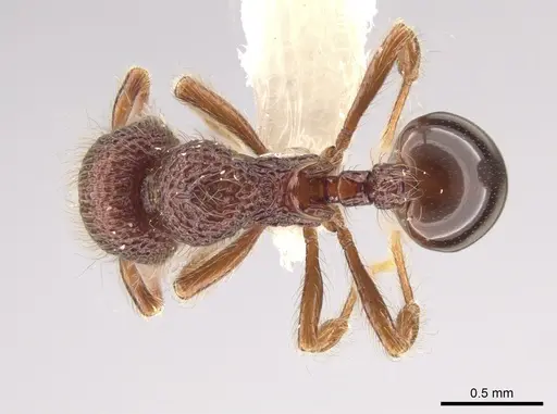 Lachnomyrmex longinoi - CASENT0628652