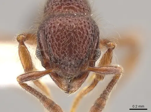 Lachnomyrmex longinoi - CASENT0628652