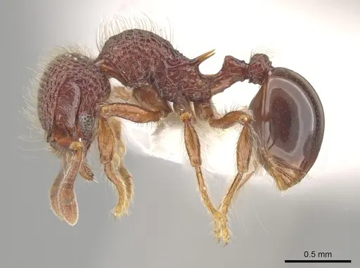 Lachnomyrmex longinoi - CASENT0628652