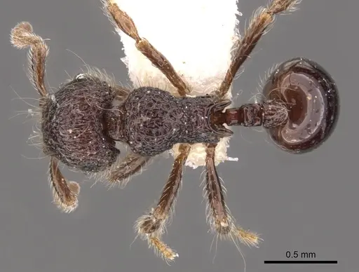 Lachnomyrmex longinoi - CASENT0900979