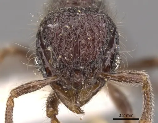 Lachnomyrmex longinoi - CASENT0900979