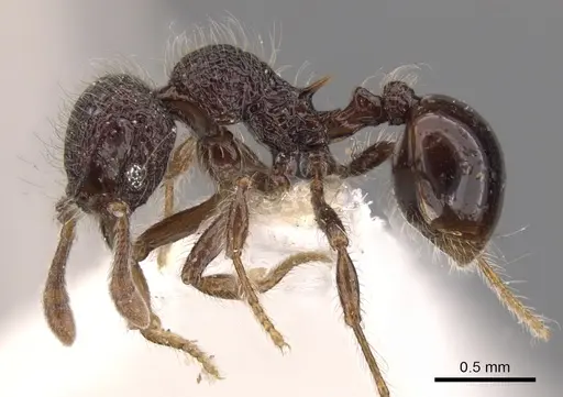 Lachnomyrmex longinoi - CASENT0900979