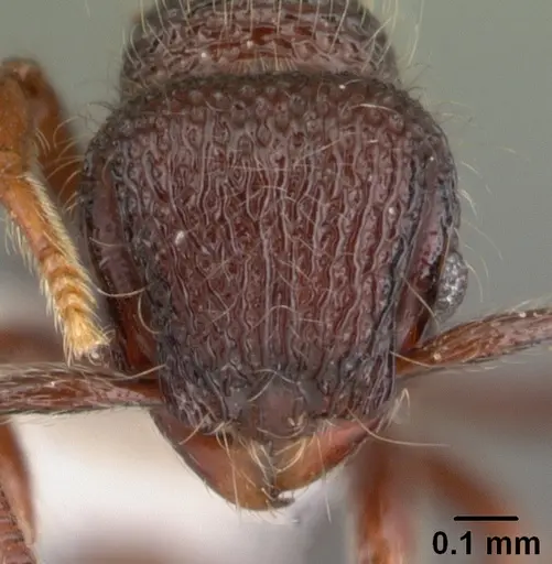 Lachnomyrmex longinoi - PSW7771-6