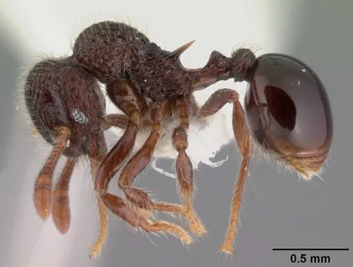 Lachnomyrmex longinoi - PSW7771-6