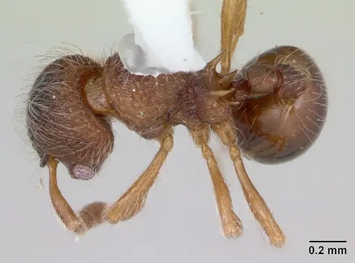 Lachnomyrmex mackayi specimen