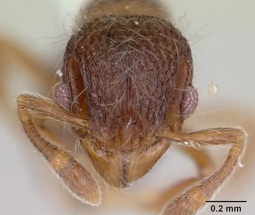 Lachnomyrmex mackayi specimen