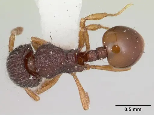 Lachnomyrmex nordestinus specimen
