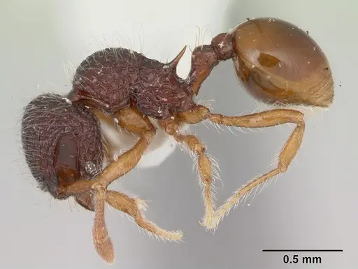 Lachnomyrmex nordestinus specimen