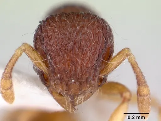 Lachnomyrmex nordestinus - CASENT0178857