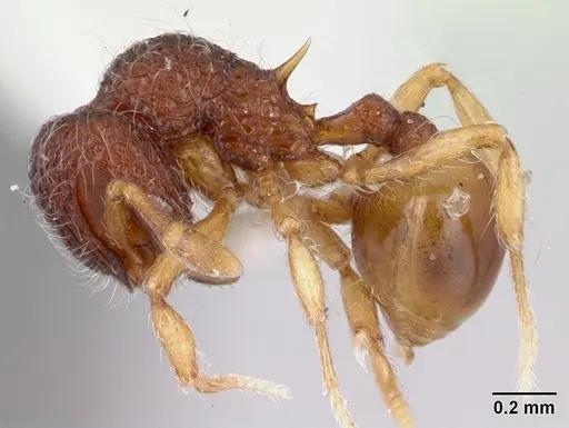 Lachnomyrmex nordestinus - CASENT0178857