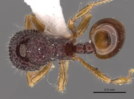 Lachnomyrmex nordestinus - CASENT0900980