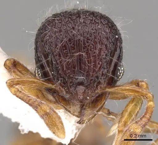 Lachnomyrmex nordestinus - CASENT0900980